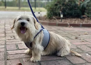 2 PC Gray Flannel Harness and Leash Set. Navy or Burgundy 6 to 25 LBS