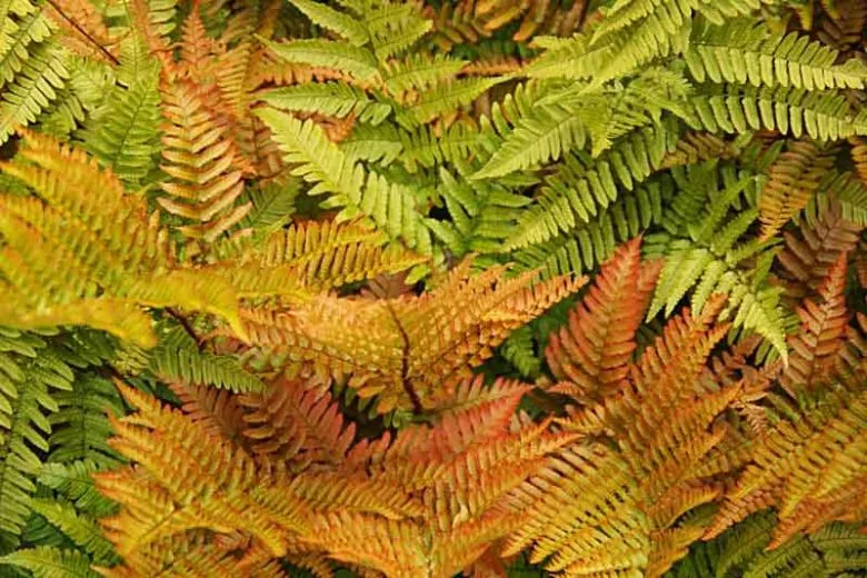 Autumn Fern