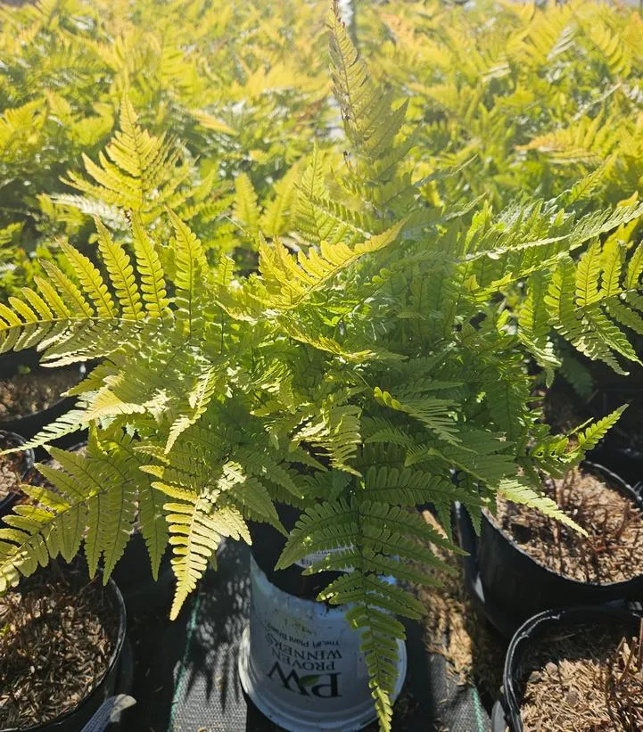 Autumn Fern