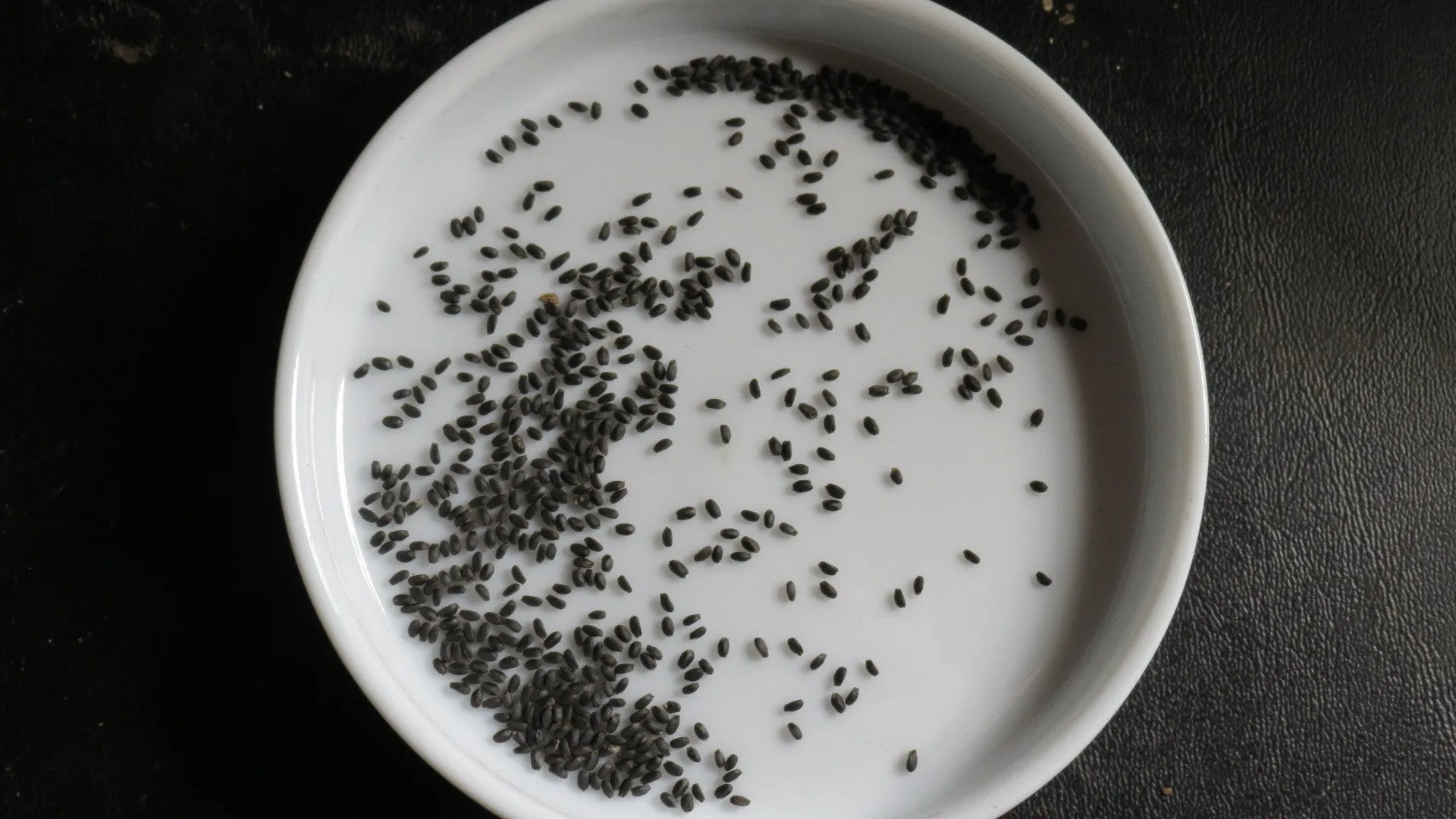 Basil Seeds Large Leaf