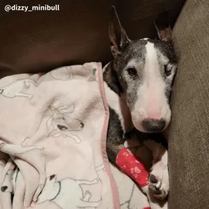 Bull Terrier Printed Fleece Blanket