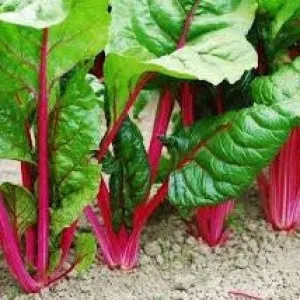 Chard Seeds Ruby Red (Heirloom)