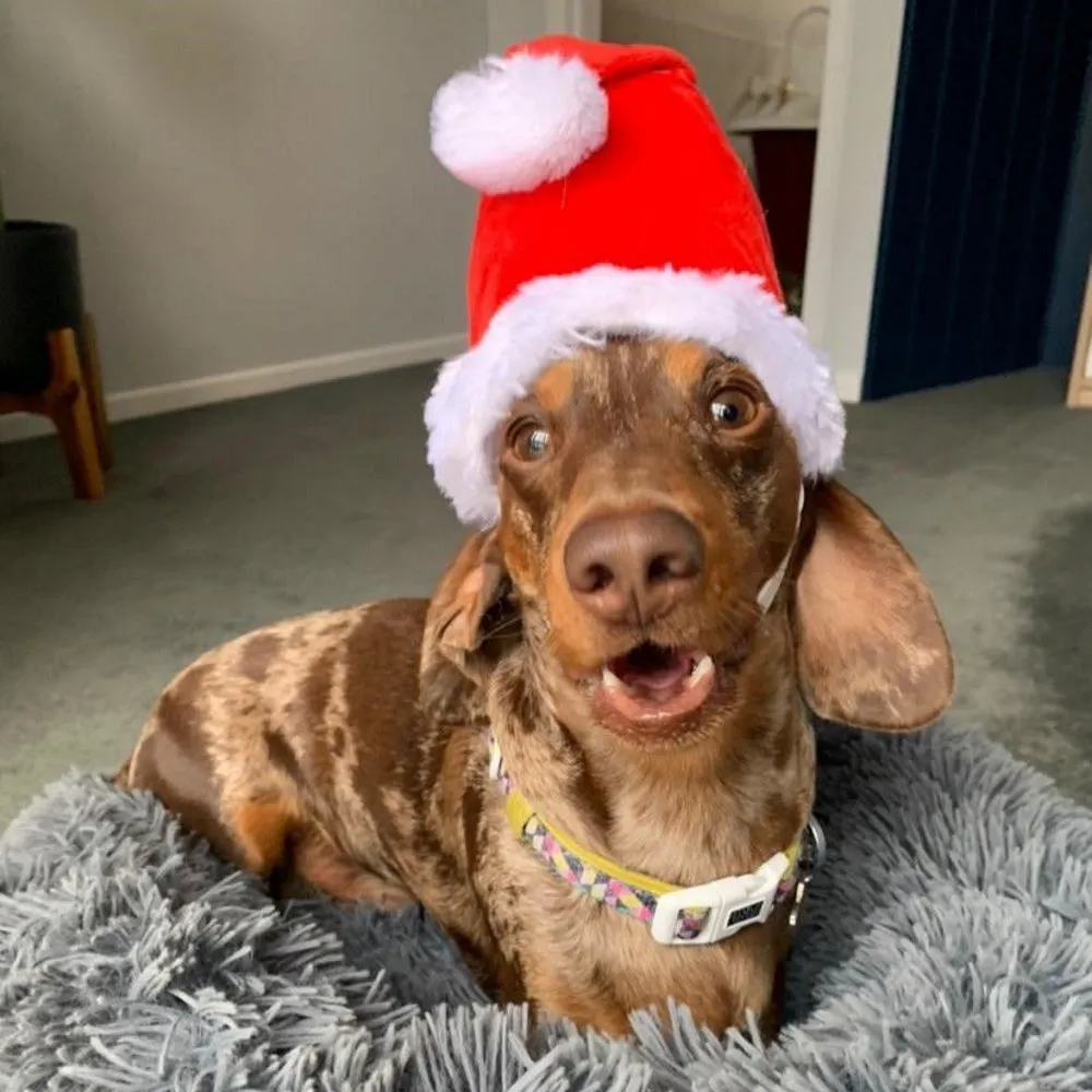 Deluxe Santa Hat