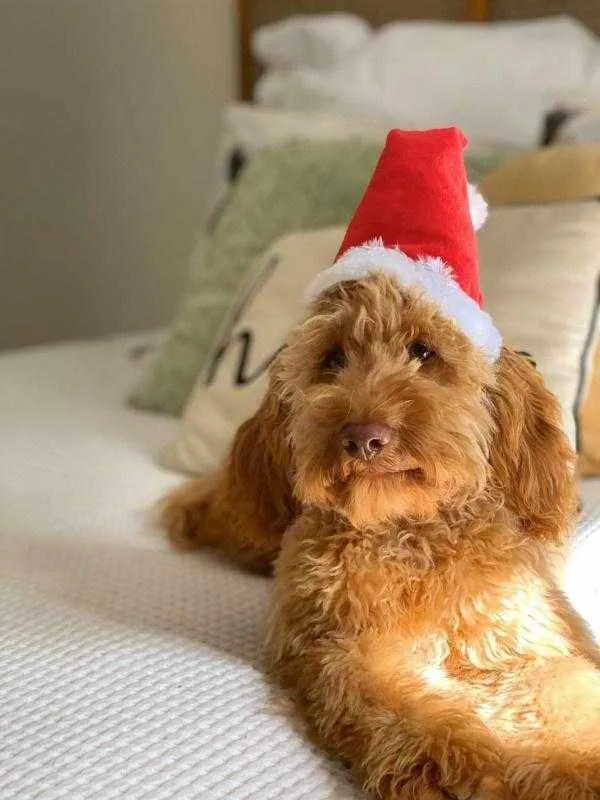 Deluxe Santa Hat