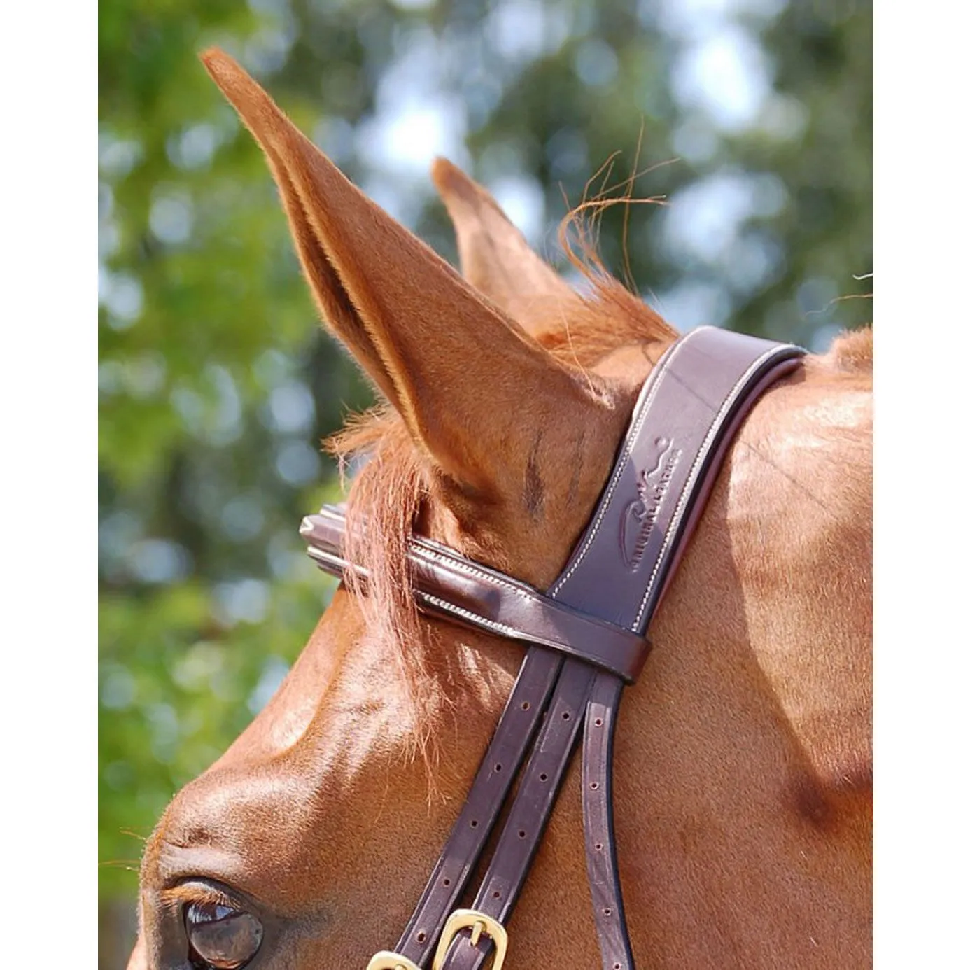 Dy'on Collection Flash Noseband Bridle B131
