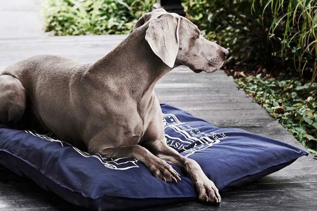 Organic Pet Futon Cover