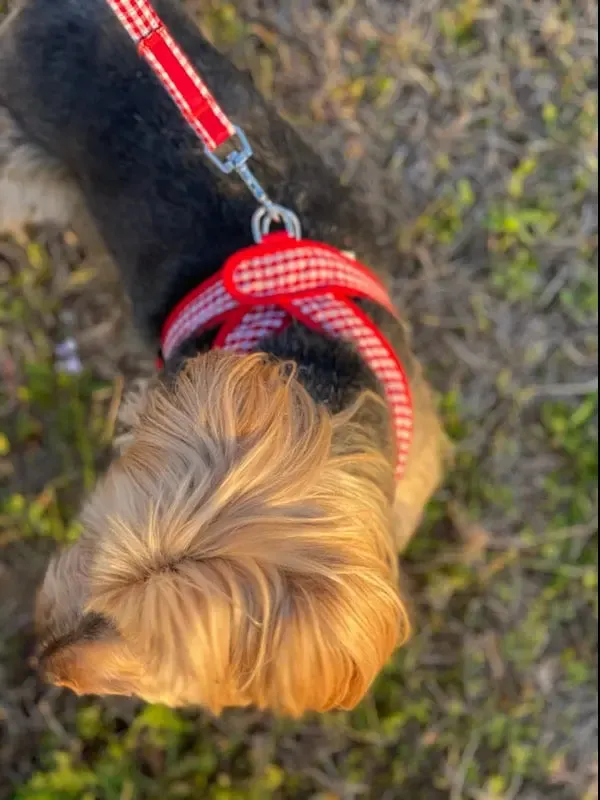 Precision Fit™ Gingham Dog Harness 3 LBS to 40 LBS