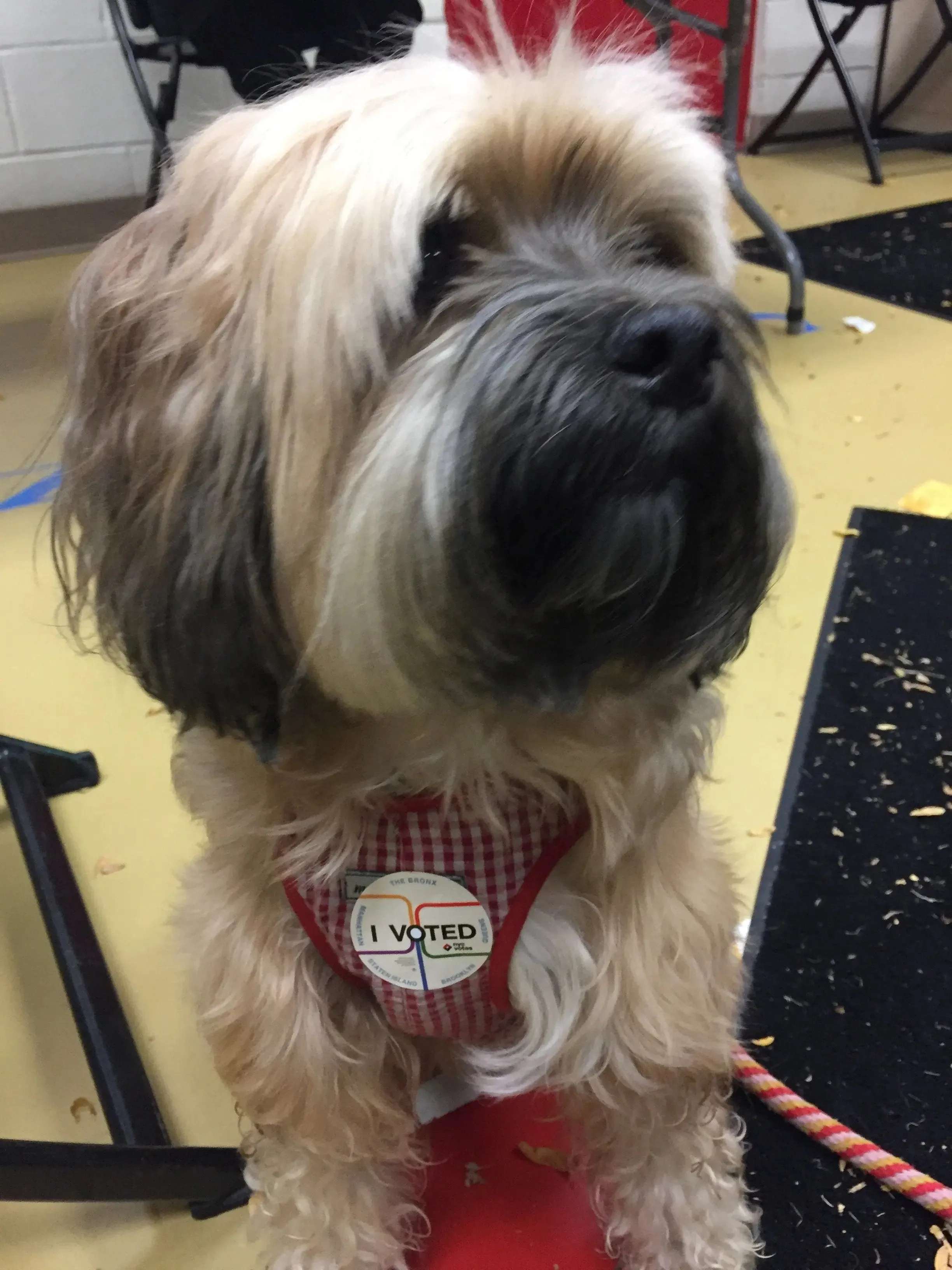 Precision Fit™ Gingham Dog Harness 3 LBS to 40 LBS