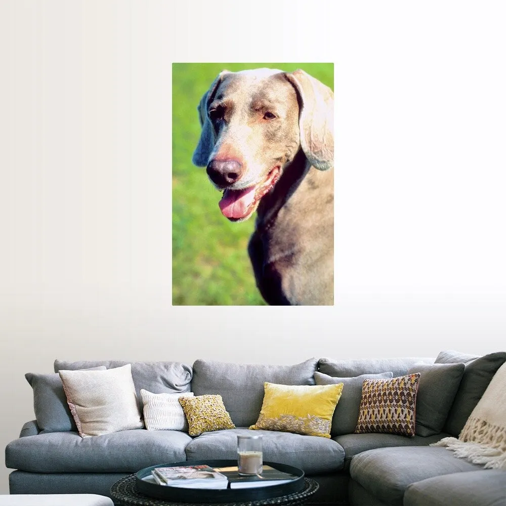 "Adorable Weimaraner dog" Poster Print - Multi