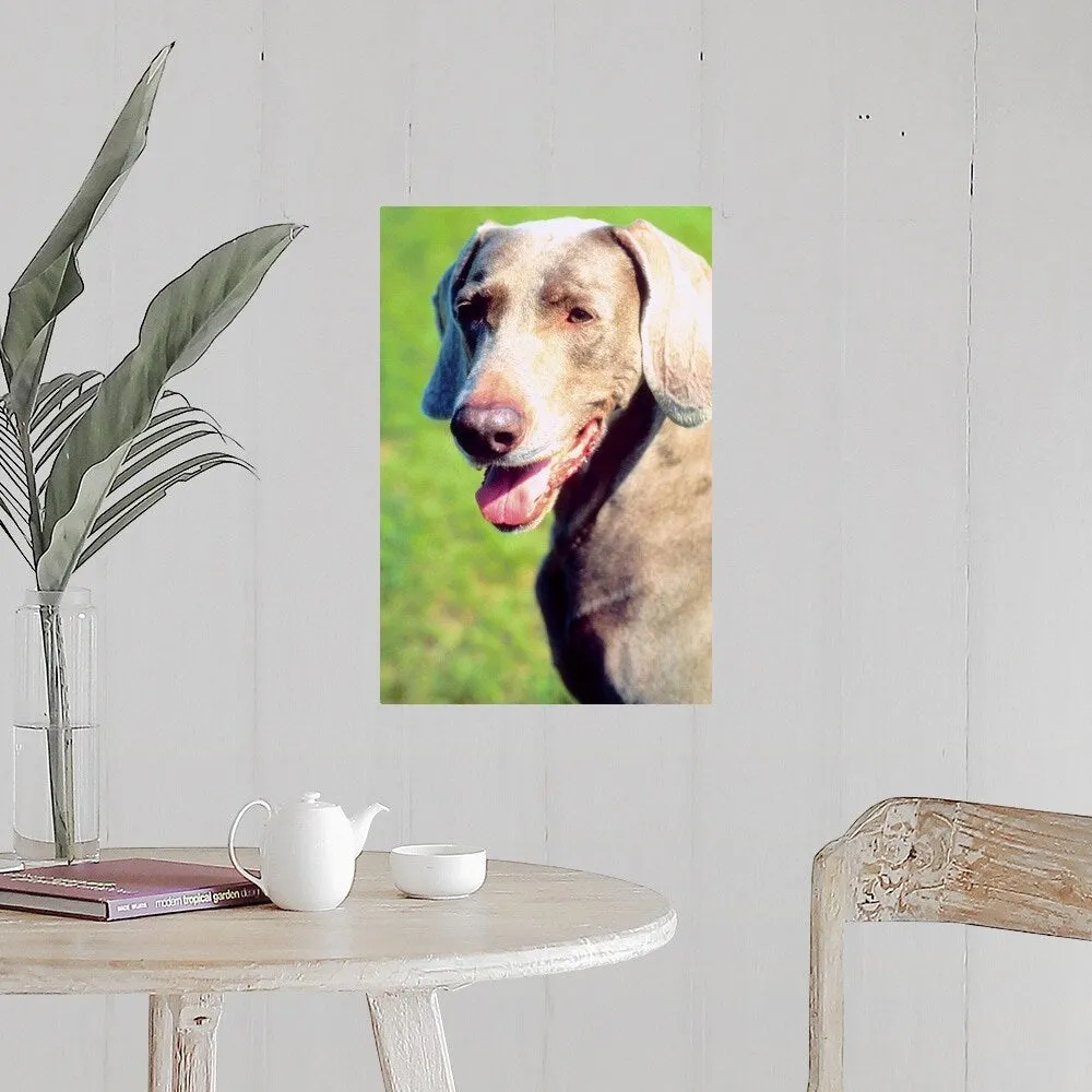 "Adorable Weimaraner dog" Poster Print - Multi