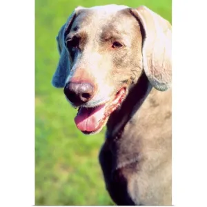 "Adorable Weimaraner dog" Poster Print - Multi