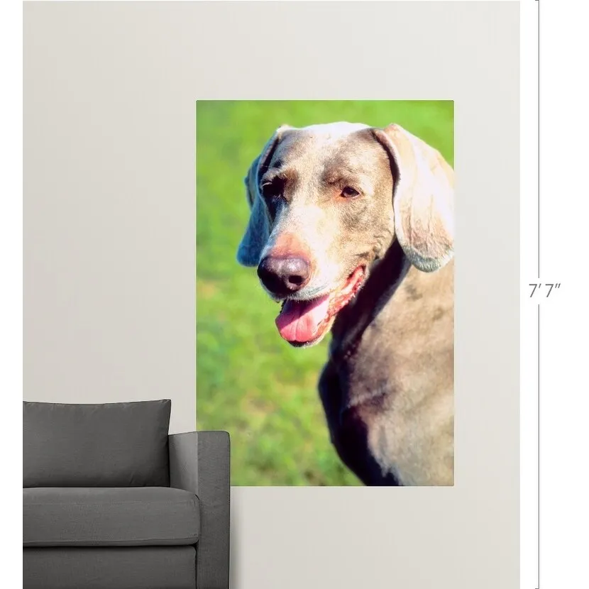 "Adorable Weimaraner dog" Poster Print - Multi