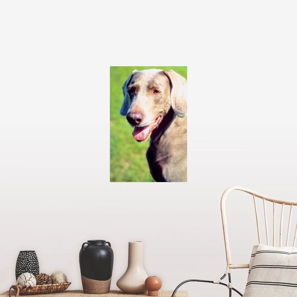 "Adorable Weimaraner dog" Poster Print - Multi