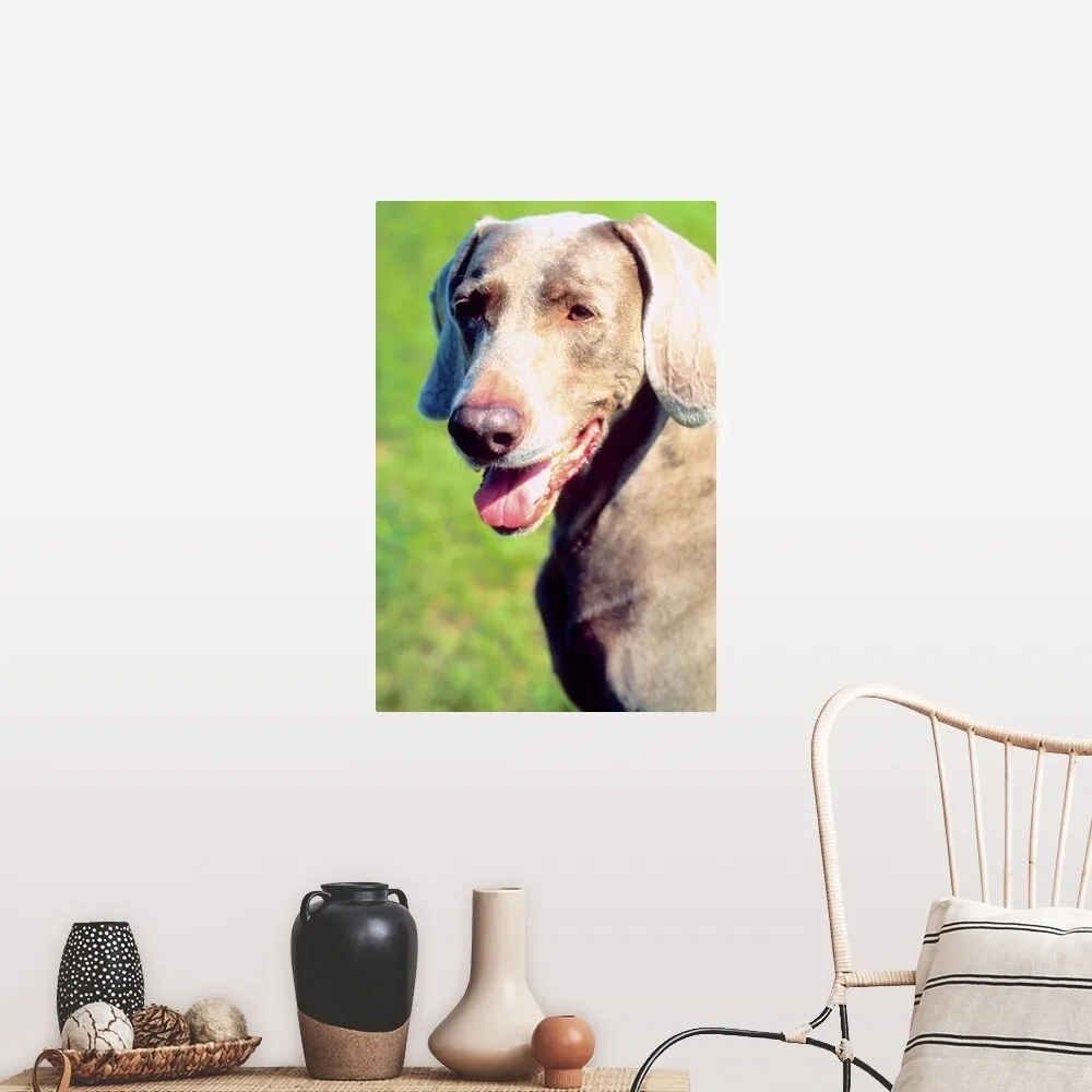 "Adorable Weimaraner dog" Poster Print - Multi