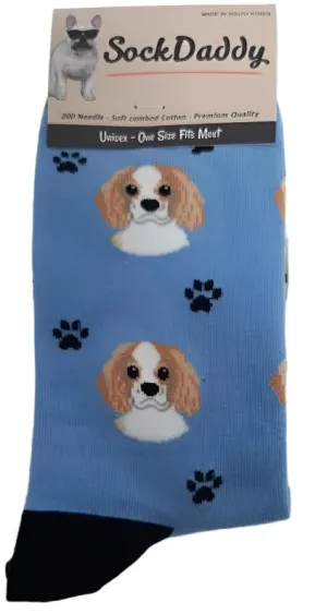 Socks  Cavalier King Charles Dog      800-18  H