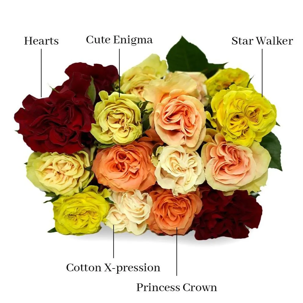 Warm Rose Mix